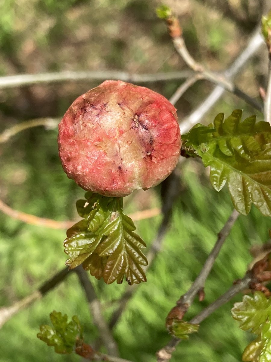 TJQPNI's tweet photo. A ruddy red Oak Apple Gall. This tumour is growing on a pedunculated oak, and was created by the developing egg of a wasp (Biorhiza pallida) which was laid in a bud. https://t.co/jjIaafngyV