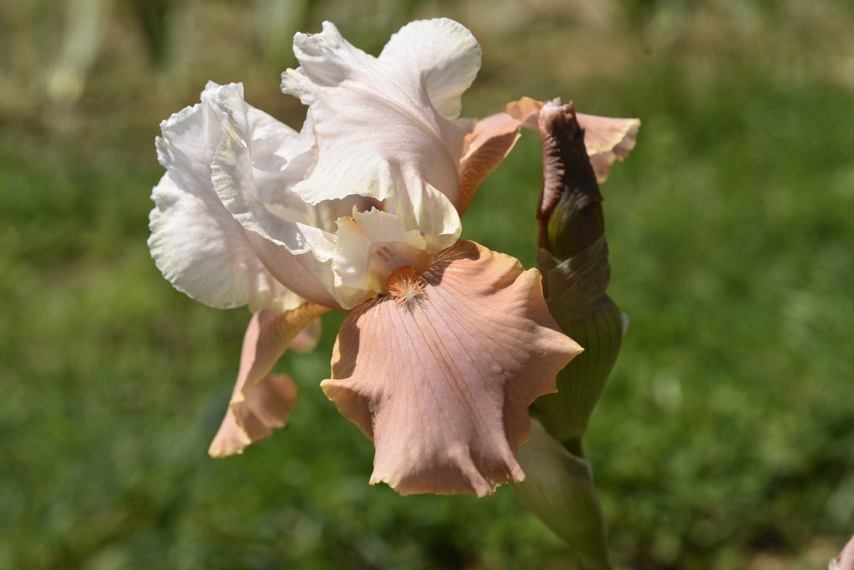 IrisUmbriaIt's tweet photo. Sunday's iris is Festive Skirt (Hutchings 1973). Looks delicate but grows like a weed. The ones in these photos were planted only in late 2019, have had no irrigation, and have spent much of the past year swamped in weeds and yet they are making a decent show. #anirisaday https://t.co/OoMPOEHJp2