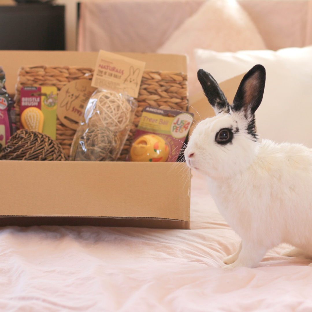 RabbitRetailUK's tweet photo. Oreo spies a brush in his Bun-dle Box and is not impressed. #Bunny #Rabbit #OneHopShop #RabbitRetail #BunnyBusinesses #BundleBox #Bundle #BoxForBunnies #BunnyPickAndMix https://t.co/3beSkyyYXN