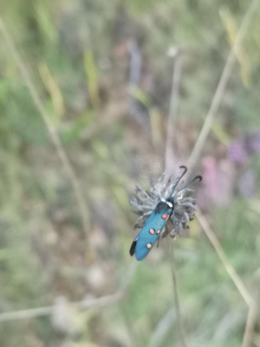 Cèsar Ferri tweet media