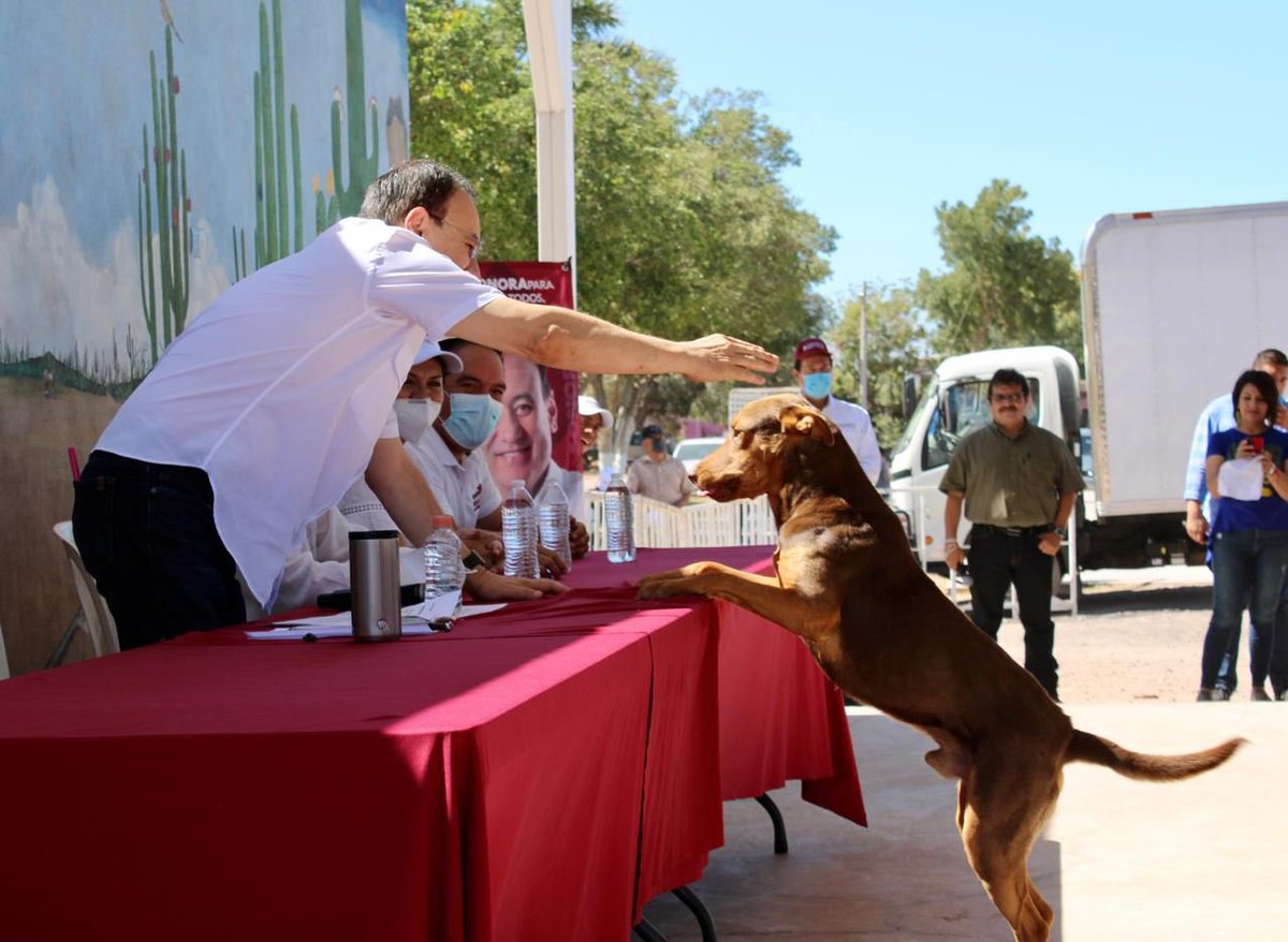 ¡No se aguantó las ganas y brincó a la mesa para saludarme! En Cajeme se ve que todas las mascotas nos apoyan.
Tal cual dice <a href="/lopezobrador_/">Andrés Manuel</a> a las mascotas con que las alimentes te serán fieles. Seguiremos con los apoyos a las familias más necesitadas.
#UnSonoraParaTodos