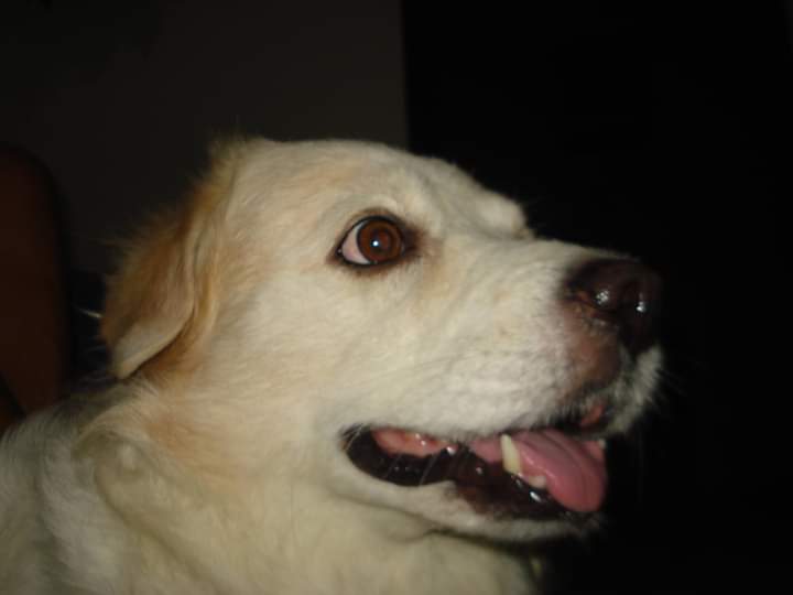 Mãe e mãe de pet...O maior amor do mundo é meu, e ele é todinho seu...