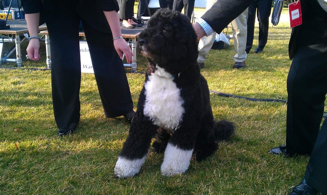 MNeitroCO's tweet photo. #RIPBo. I was able to pet you for a few moments on the South Lawn of the White House in 2012. Such a well-behaved dog with so much chaos going on around you all the time. #RainbowBridge #Dogs #RIPBoObama @BarackObama https://t.co/PWAf8FRaVi
