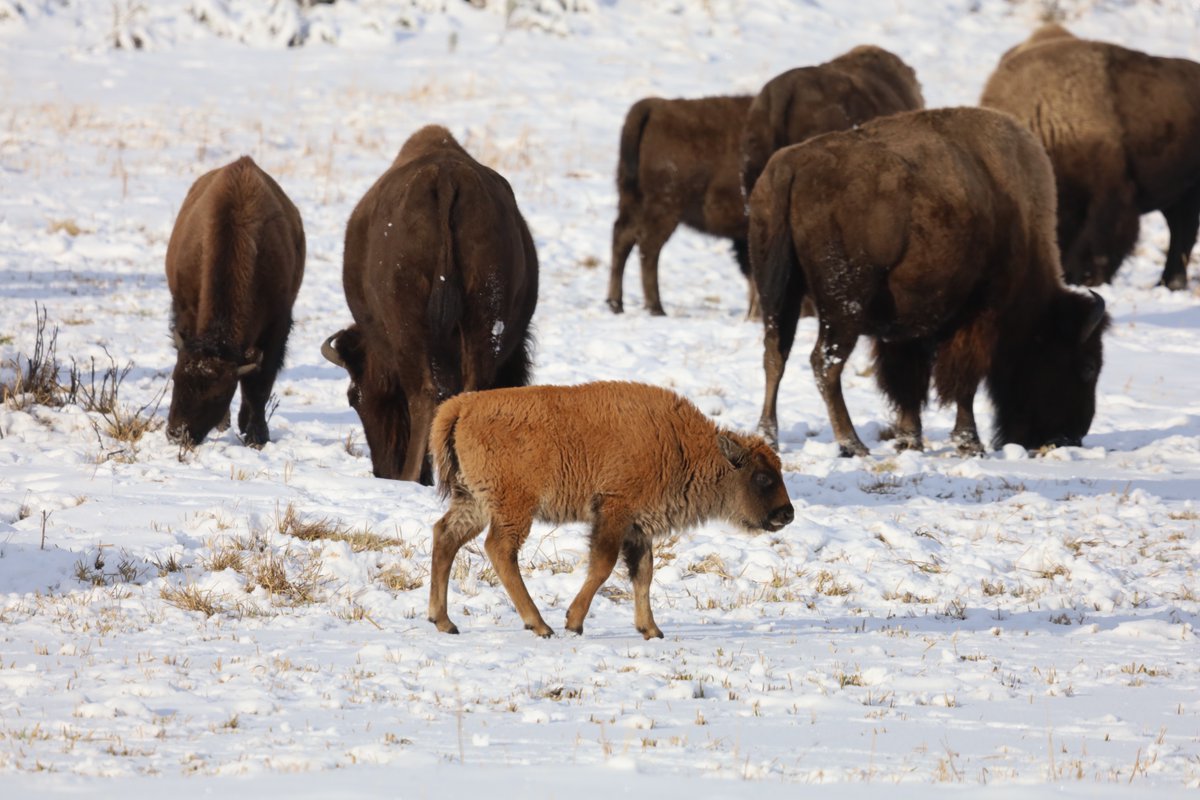 Somehow Red got lost, I saw her Nov 13 looking for her mom and being rejected by everyone he approached, she was sticking with the herd tho, and the snow wasn't so bad, if Red could find her soon she'd be OK.