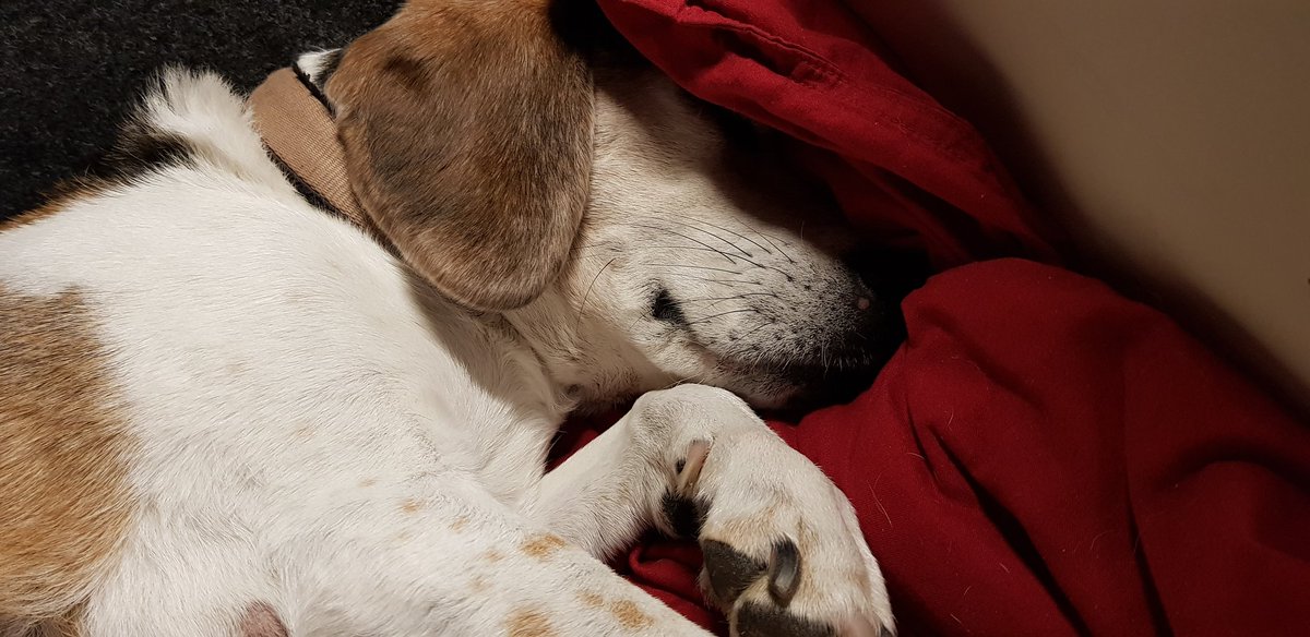 My daddo said, if I was the best boi ever I would get a second dinner of Roast Chimkin.

Guess who is the Best Boi evAr?
Guess who has a belly full of Roast Chimkin and taters and carrots?

Oh yeah! #winning #beaglelife 
Imma sleep now.