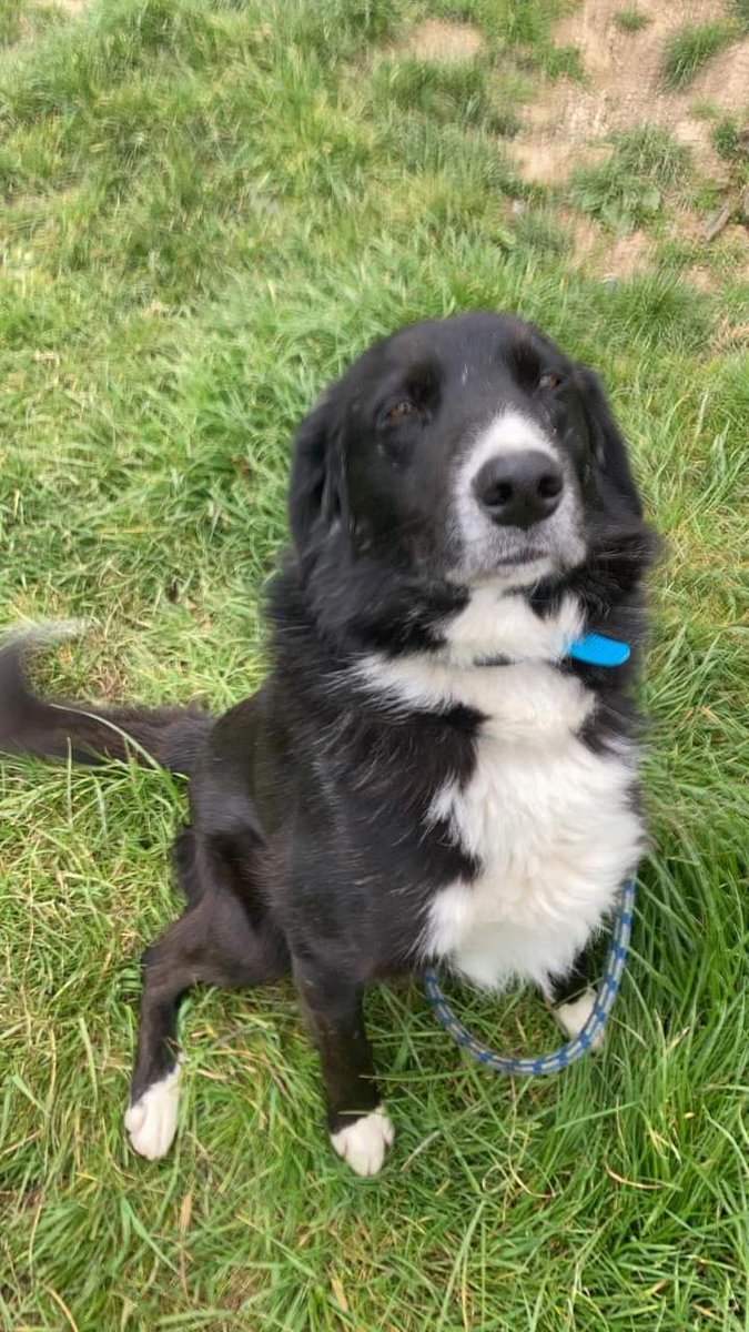 kathiebennett's tweet photo. He is begging us to find his owners Sighted RIVERSTICK, BELGOOLY finally rescued in GARRETSTOWN after falling over a cliff, defo a well loved &amp; trained dog . We appeal to his owners to make contact (happy to give support if needed).0862112850 https://t.co/AhhaOeJiKL