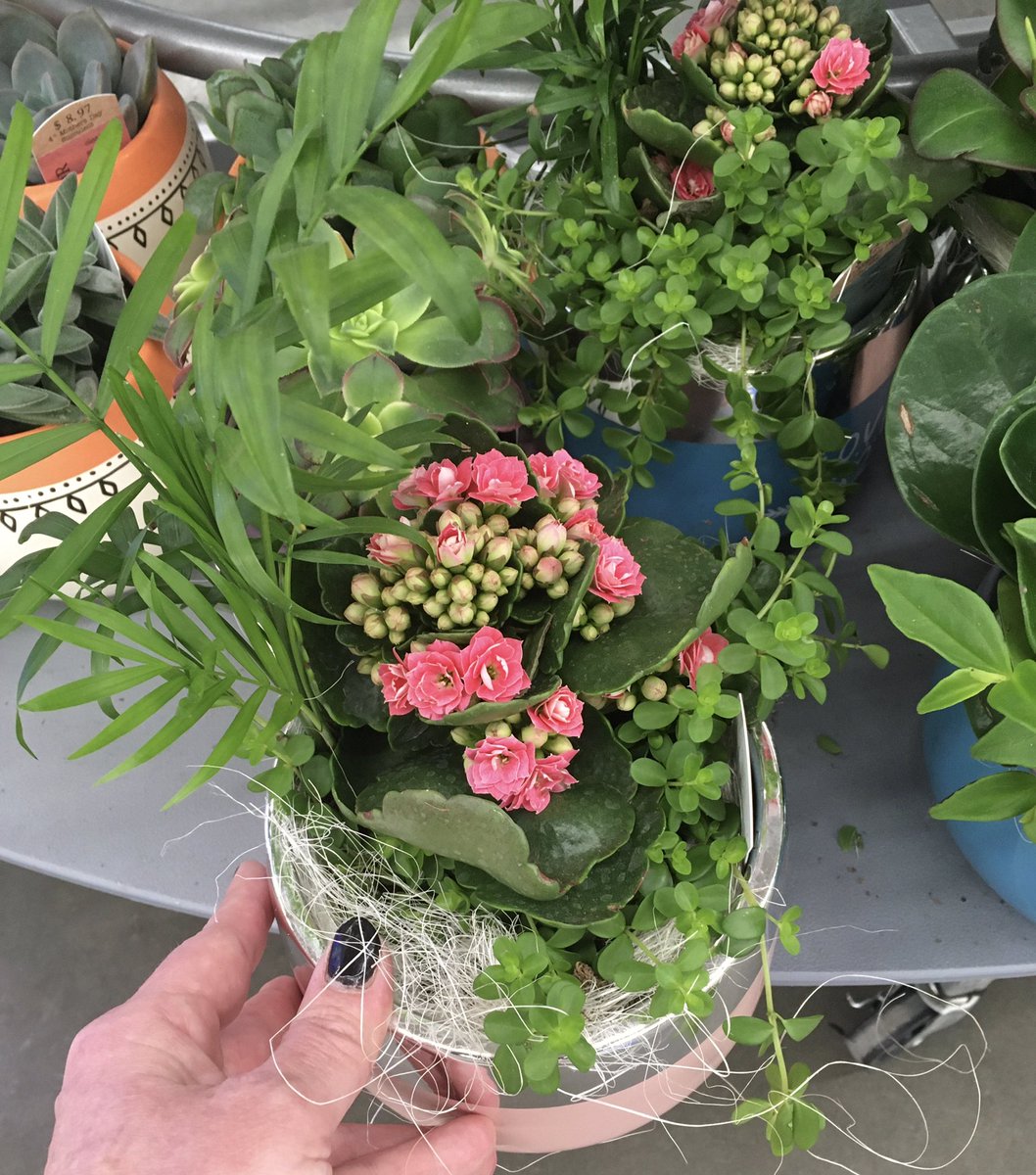 Frequently seen in basket or dish arrangements.Picture is a small dish garden containing a Kalanchoe with pink flowers, a small palm plant and a trailing peperomia, I think.