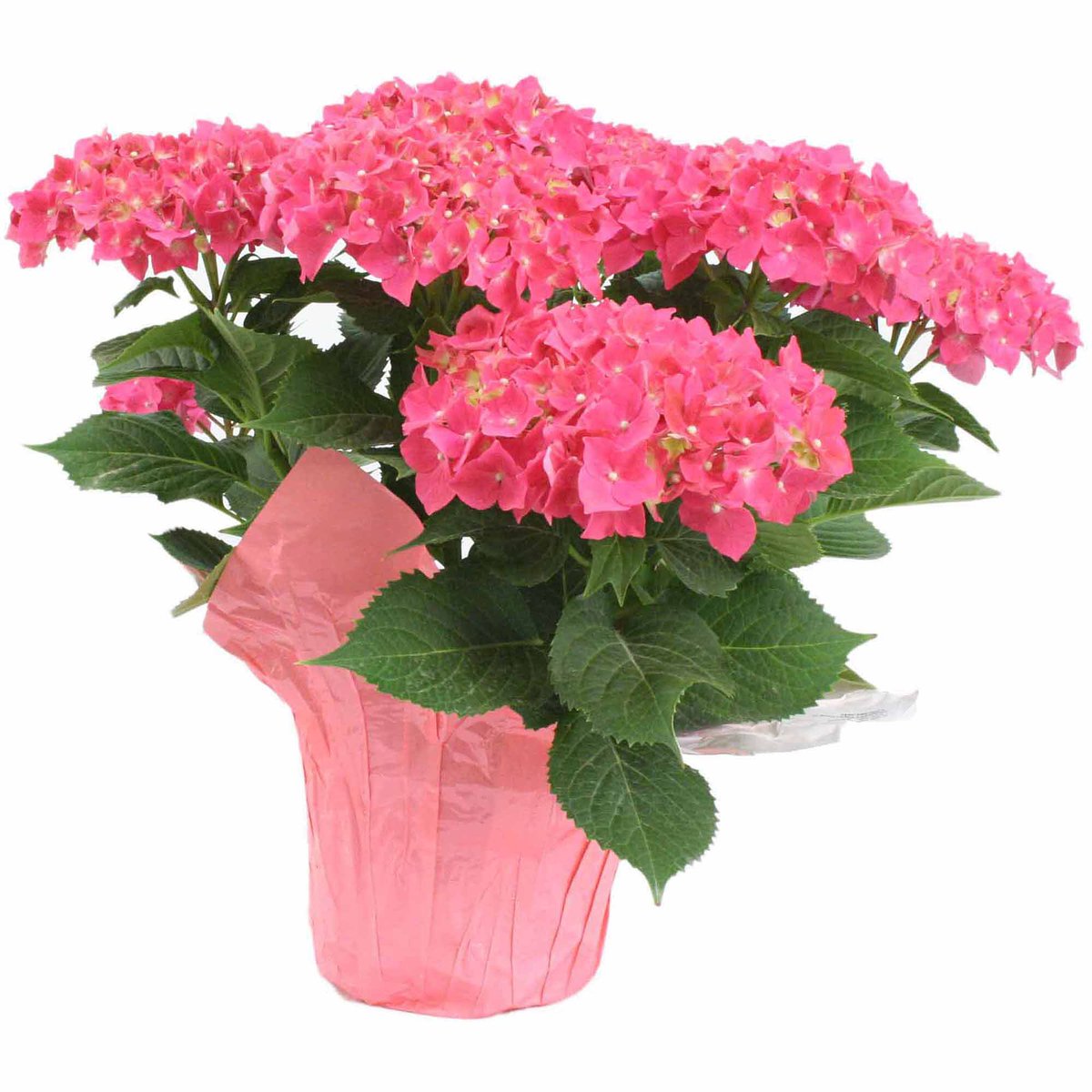 Picture is of a pink hydrangea plant.In order to look big a fluffy, these guys have been under optimal light, getting juiced up with fertilizers and things and are incredibly root bound in their pots. There isn’t enough soil to hold moisture long enough for them to drink.
