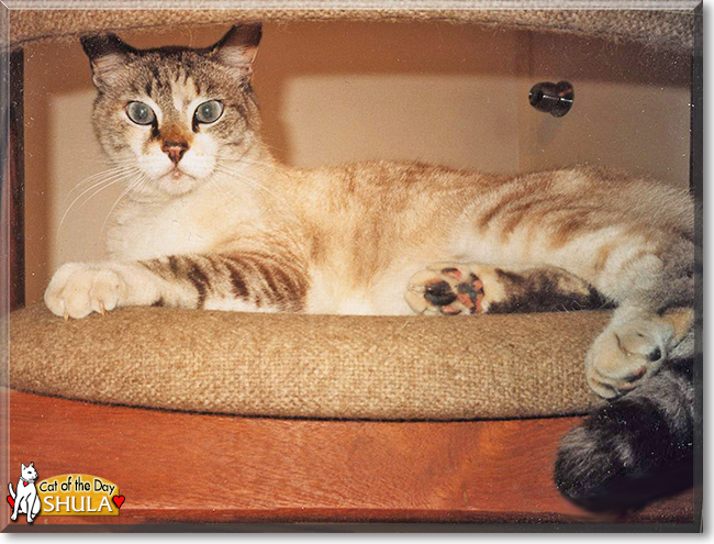 catoftheday's tweet image. Tuesday's Cat of the Day is #contrary Shula, a #Siamese #Shorthair mix  #love - read her tale  at catoftheday.com/archive/2021/A… #catoftheday  #CatsOfTwitter #catsofinstagram