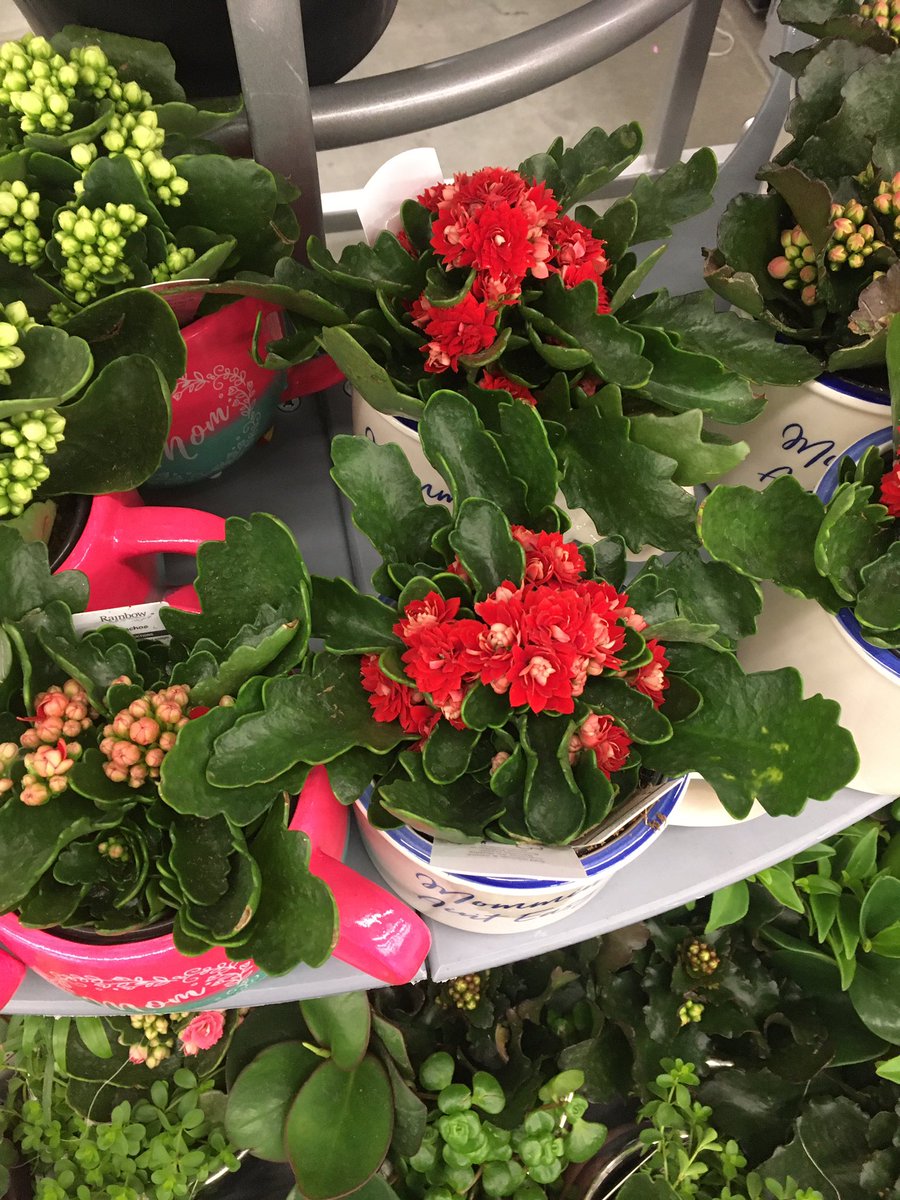 Many plants you find in the grocery store, Walmart, flowers shops that come out for Mother’s Day, aren’t intended to live on as plants.Like these flowering Kalanchoes.Picture is of plant with small bright red flowers and thick leaves.