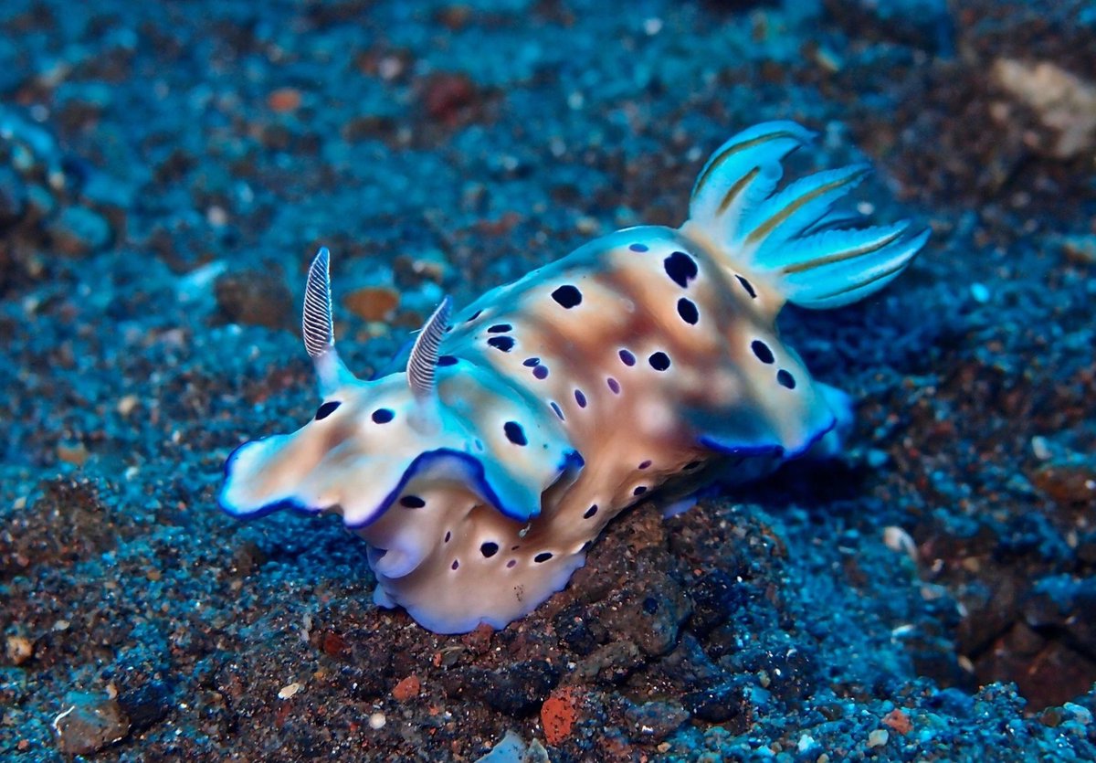 In actuality, they are sea slugs that live off the coast of several countries such as Japan and Indonesia. The specific group of mollusks they belong to is a group called a nudibranch (example of a different species in second image)
