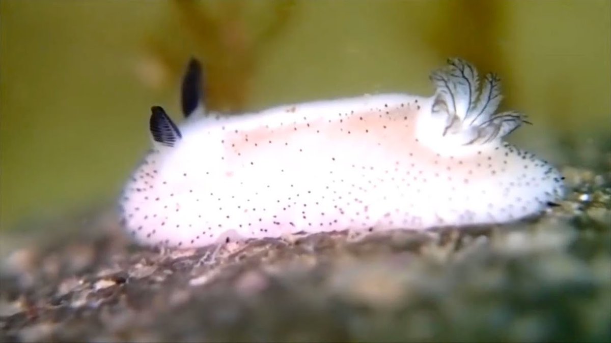 The "ears" on them are called rhinophores, which help them sense their environment to find food and sometimes mates.