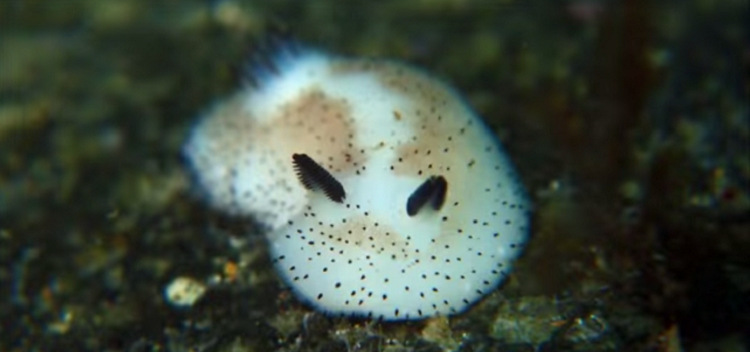 That's all for this thread on sea bunnies! I'll do threads on other animals I researched, and I hope you learned a thing or two!!