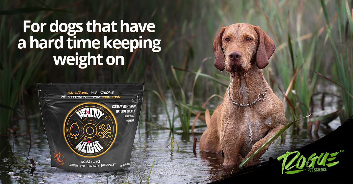 RoguePetScience's tweet image. Healthy Weight is for dogs that have a hard time keeping weight on. It's perfect for dogs that burn a lot of calories hunting or working. Order Healthy Weight for your dog today: ow.ly/BsOH50EzhpW

#GunDogMag #BirdDog #GunDogMagazine #GunDog