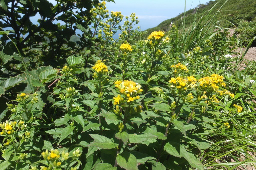 深山秋の麒麟草 深山秋の麒麟草