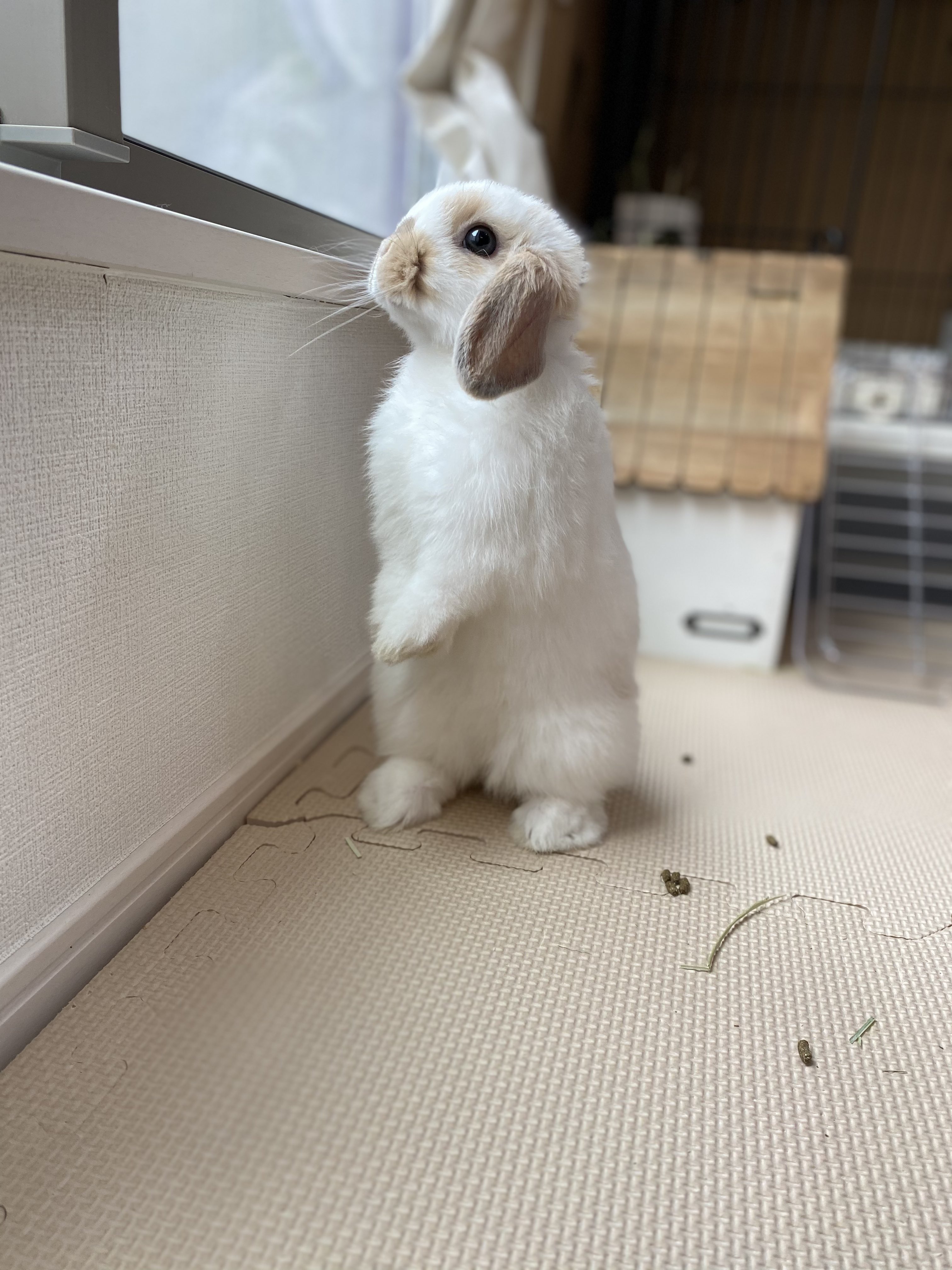 いのかむきぃ🐰(みぃ👩🏻) on X: いのかむきぃ🐰(みぃ👩🏻) on X: