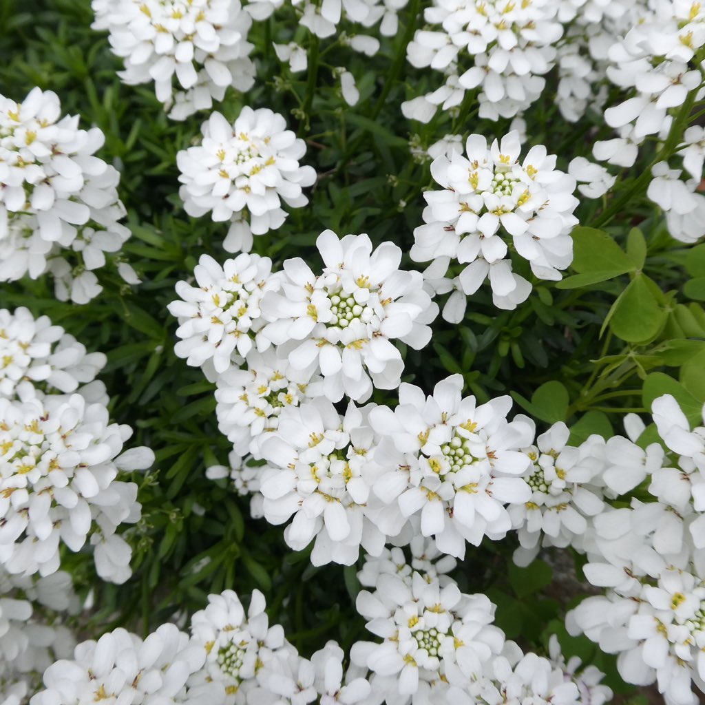 キャンディタフト Twitter Search Twitter