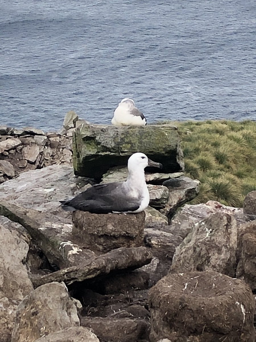 Last week I visited West Point Is an outer Island off the north west corner of the West #Falklands. They have a beautiful colony of #albatross, only youngsters left at this time of the year. All waiting for the westerly winds to help them on their first flight.