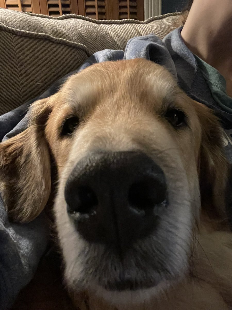 ILikeGlitter47's tweet image. #BuschCTOcontest coming in at hot at 84lbs, roofus has a stellar bone broth tolerance &amp;amp; obviously a reputable degree in taste testing (hence the bow tie)