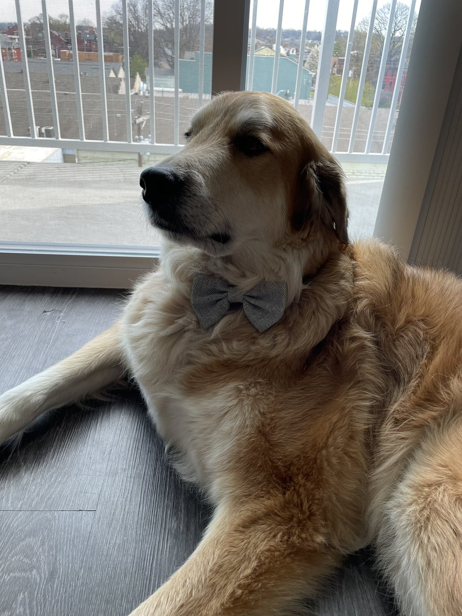 ILikeGlitter47's tweet image. #BuschCTOcontest coming in at hot at 84lbs, roofus has a stellar bone broth tolerance &amp;amp; obviously a reputable degree in taste testing (hence the bow tie)