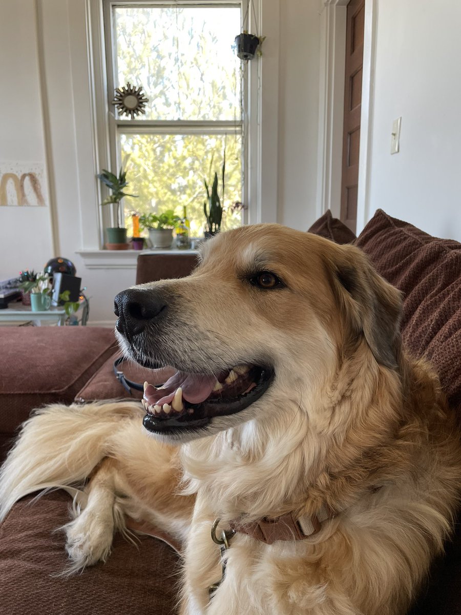 ILikeGlitter47's tweet image. #BuschCTOcontest coming in at hot at 84lbs, roofus has a stellar bone broth tolerance &amp;amp; obviously a reputable degree in taste testing (hence the bow tie)