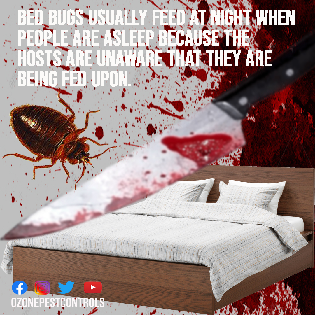 OzonePest's tweet photo. #bedbugs
#bloodsucking
#Nightmare
#herbalpestcontrol
#pestcontroldelhi
#pestcontrolkrishnanagar
#bestpestcontrol
#ozonepest
https://t.co/uBWnxMoi43 https://t.co/r2rnv5EXwR