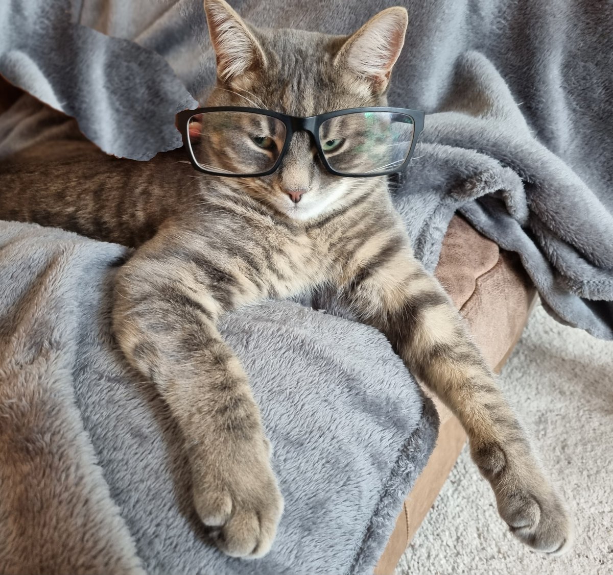 SydneyVery's tweet photo. I haz borrowed da Marky's glasses to see if I looks more intelligent. Wot does you fink?? @PureGalya https://t.co/Iurpgfw3WC