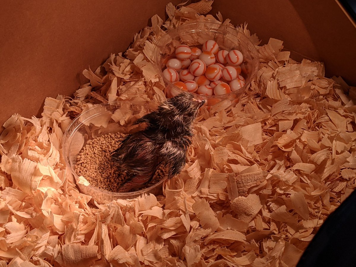 It was an 'egg'citing day here! Meet Fluffy our chick who hatched during our Zoom meeting this morning! 🐣 #wyproud #wycyber #concurrentclassroom
