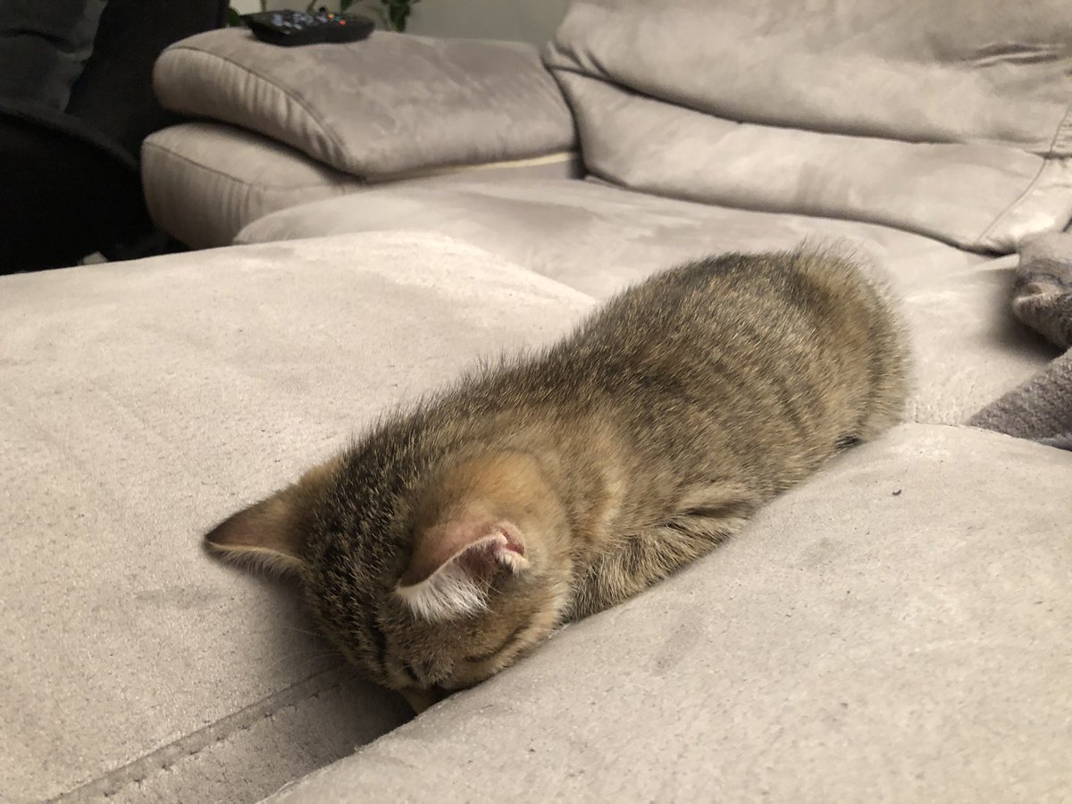 Dato che c’è brutto e fa freddo vi lascio la foto del gattino di una mia amica che si addormenta così 🥰