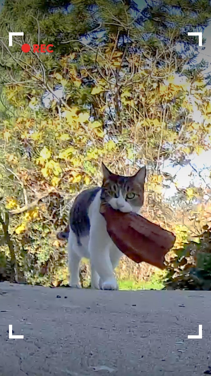 The Dodo On Twitter Woman Sets Up Hidden Camera To Catch Her Cat