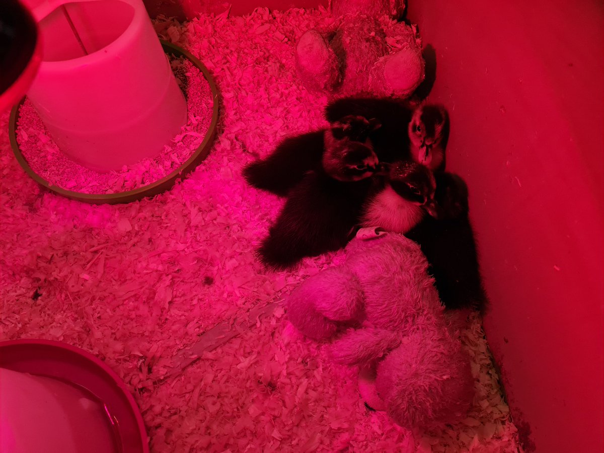 firsprimarysale's tweet photo. #RecKP #RecLC Ducklings have waddled into Reception and we are in love 😍 We are so excited to watch them grow. #ducklings #quackers https://t.co/IkKmSEsjzj