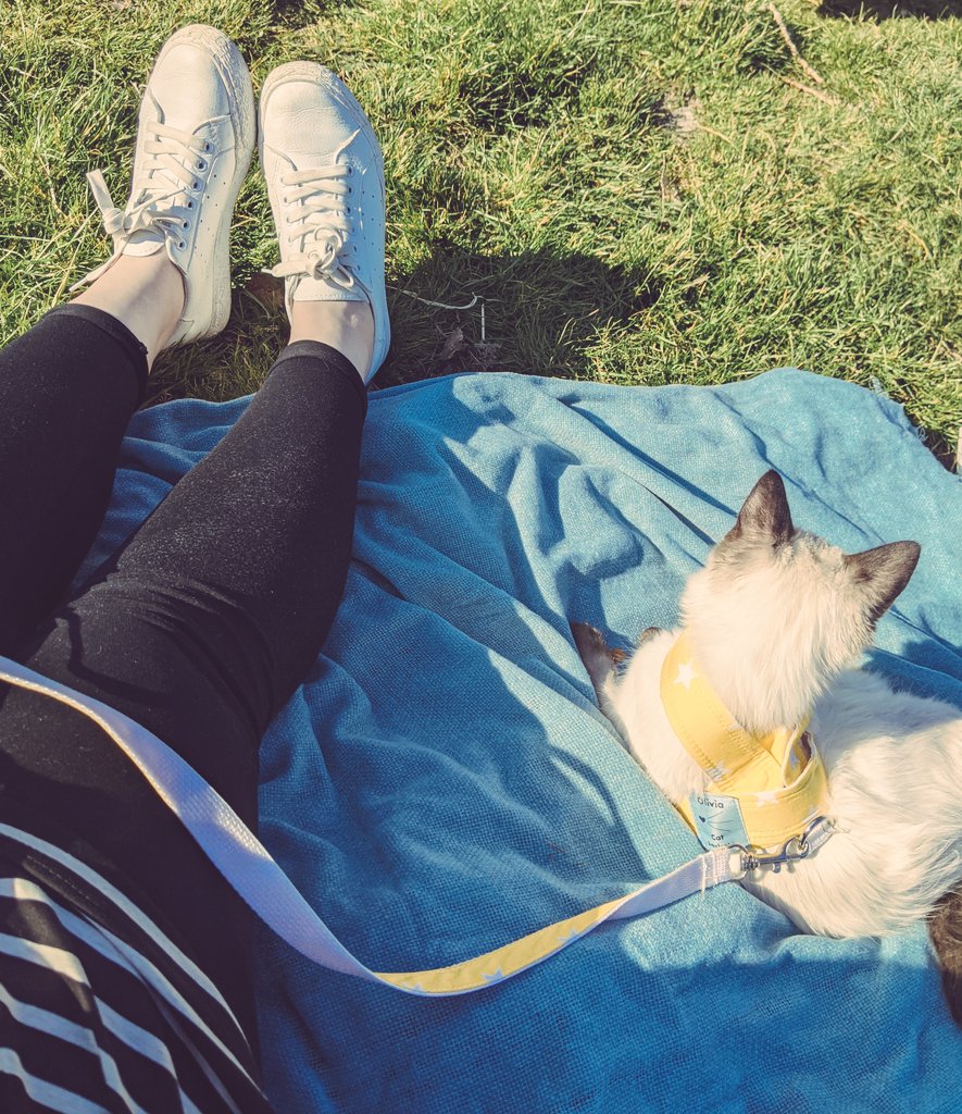 With exam season approaching for many HE students, remember to take the time to look after yourself and have a break when needed. Even better if you're able to incorporate fresh air and sunlight (bonus points for cats)

#mentalhealthwithmittens