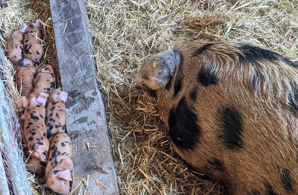 OxfordPig's tweet photo. A beautiful litter of #OSBPigGroup #OSBPiglets this comes from the Alison bloodline which is one of our 13 bloodlines. #OSBPigGroupConservation #GoNative https://t.co/Cdr5y7verF