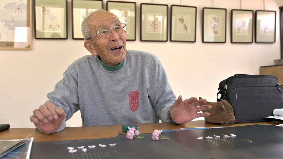 At over 90 y/o, Sano Toemon is a guardian of cherry trees 🌸

He restores and studies the trees &amp; their blossoms, keeping detailed records of his findings, and is a man deeply connected to nature. Please give the short documentary in the link below a look!
www3.nhk.or.jp/nhkworld/en/on…