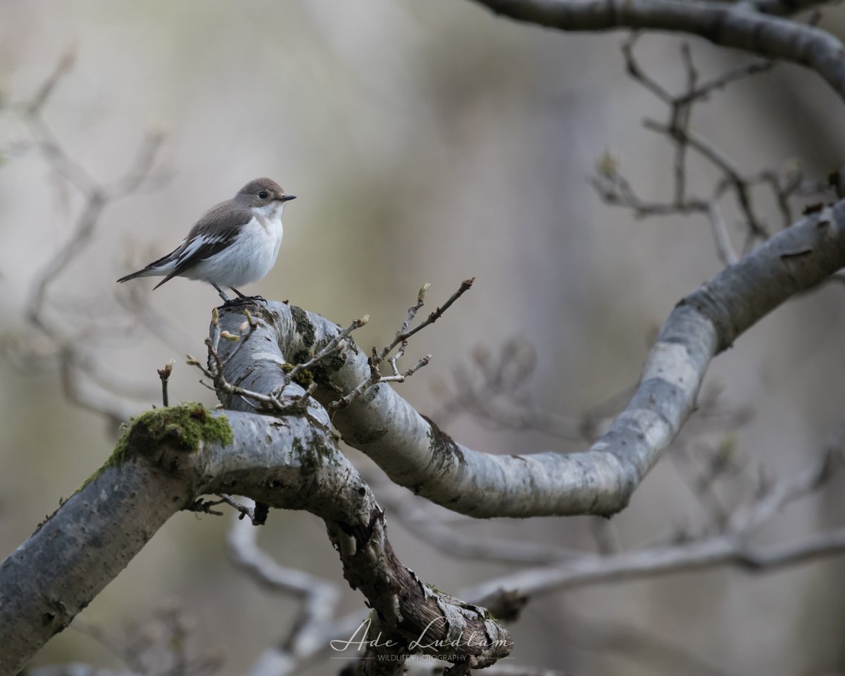 Female Pied Flycatcher on @Quantockhills Beautiful little long-distance migrants now busy nest building in the woods #TwitterNatureCommunity @ForestryEngland @Natures_Voice @bto_somerset @SomersetWT @piedflynet #wildlifephotography #birdwatching #NaturePhotography