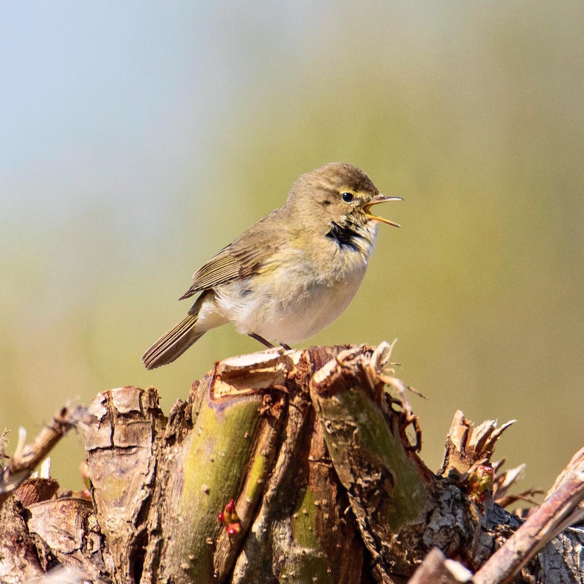 Vocale fitis!😄🎶
#fitis #willowwarbler #songbird #spring #birdwatching #vogels #birds