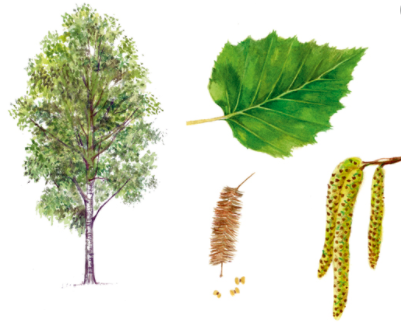 class_hedgehogs's tweet photo. Silver Birch:  See if you can find this tree in our school grounds or on your walks around Chippenham? It's a medium sized tree with silver-white bark that shreds like tissue paper. It has drooping branches, smooth twigs, catkins and leaves that are almost triangular in shape. https://t.co/60Nw3xuL8m