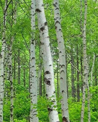 class_hedgehogs's tweet photo. Silver Birch:  See if you can find this tree in our school grounds or on your walks around Chippenham? It's a medium sized tree with silver-white bark that shreds like tissue paper. It has drooping branches, smooth twigs, catkins and leaves that are almost triangular in shape. https://t.co/60Nw3xuL8m