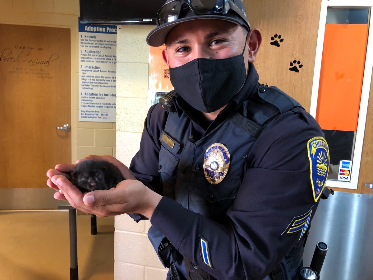 ChulaVistaPD's tweet photo. Agent Doninguez back at it again! Today, Alpha Project and the Homeless Outreach Team rescued 4 kittens underneath a pile of trash. They were taken to the Chula Vista Animal Care Facility where they will go to a loving foster family! #staysafecv https://t.co/czZo9AiKIm