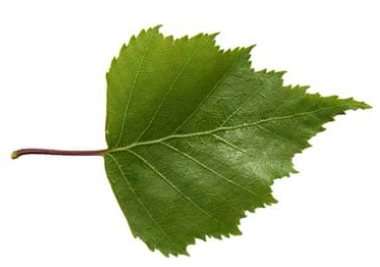 class_hedgehogs's tweet photo. Silver Birch:  See if you can find this tree in our school grounds or on your walks around Chippenham? It's a medium sized tree with silver-white bark that shreds like tissue paper. It has drooping branches, smooth twigs, catkins and leaves that are almost triangular in shape. https://t.co/60Nw3xuL8m