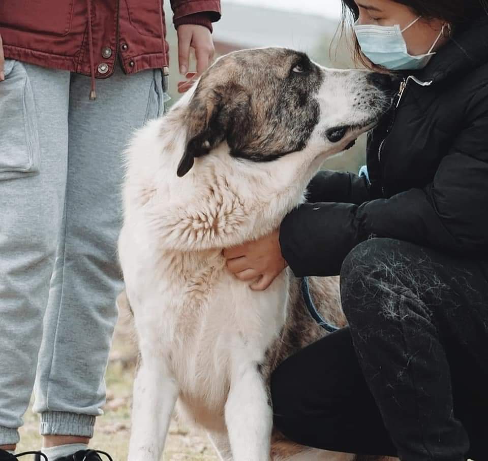 #NOOR sigue esperando, lleva mucho tiempo con nosotros, tiene 1 año, nadie se ha fijado en ella, encontrada atada a un árbol en medio de la nada. 
Si quieres darle un hogar              ✍️📧👇
adopcion.lasanimal@gmail.com