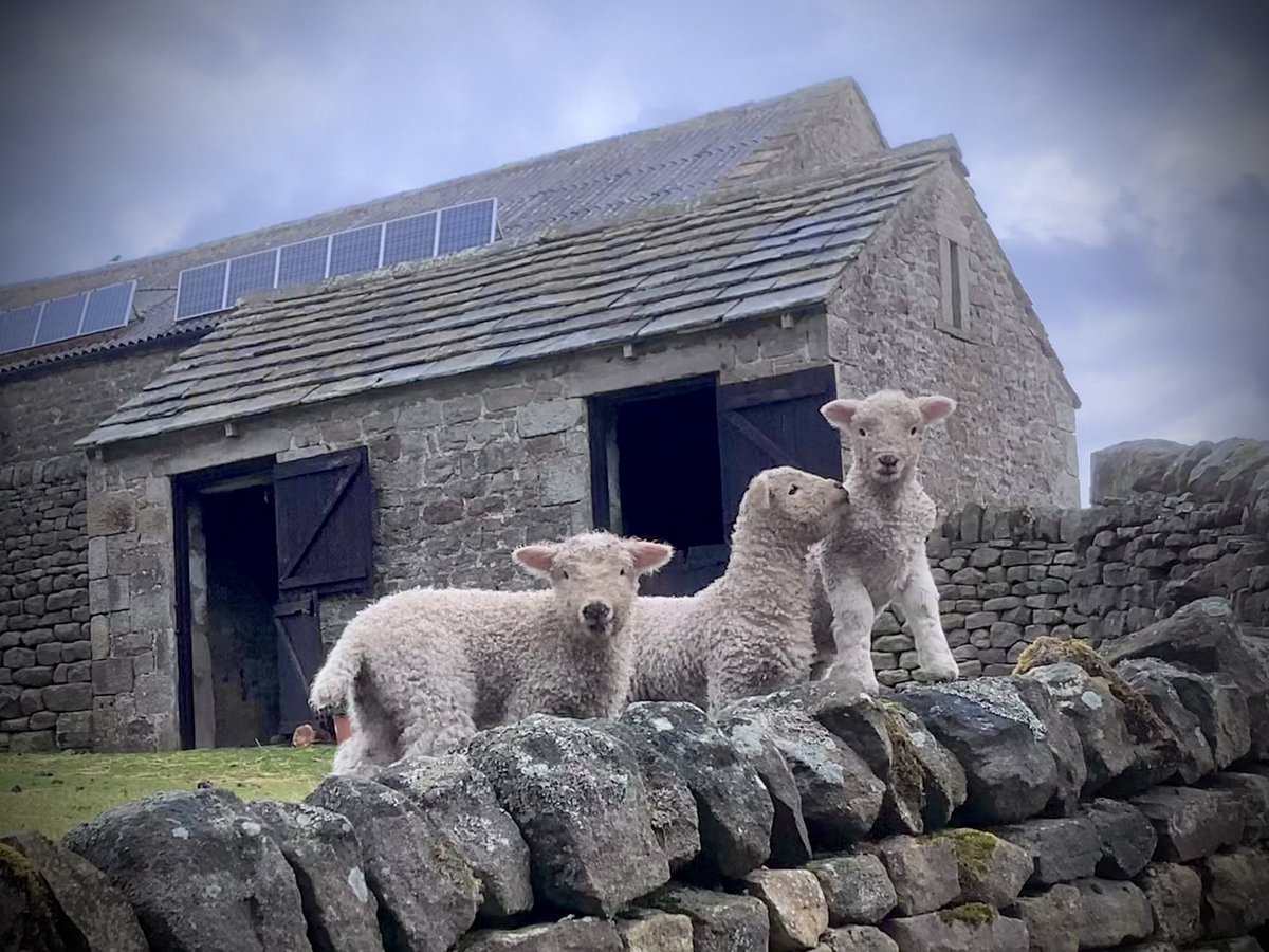 DigChrisMyers's tweet photo. posers...
#OurFlock #GreyfaceDartmoor #OffGrid #YorkshireDales https://t.co/O0r6eg7u4H