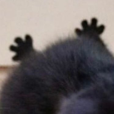 poorlycatdraw's tweet photo. dabloons https://t.co/Bk1CvbDS7a