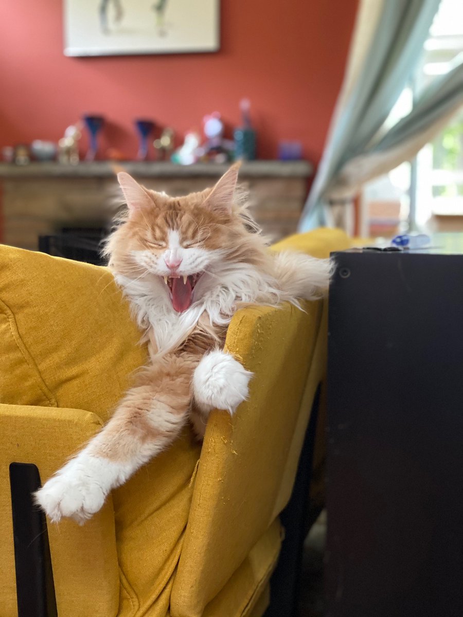 wait gotta do a yawn