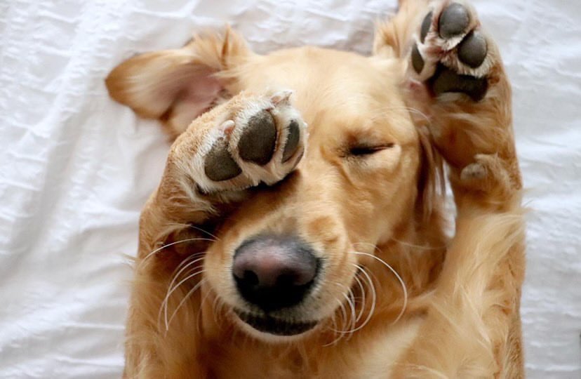 RuffinsPet's tweet photo. Part 4 of #RuffinsHighlight https://t.co/P82jcCf5tR