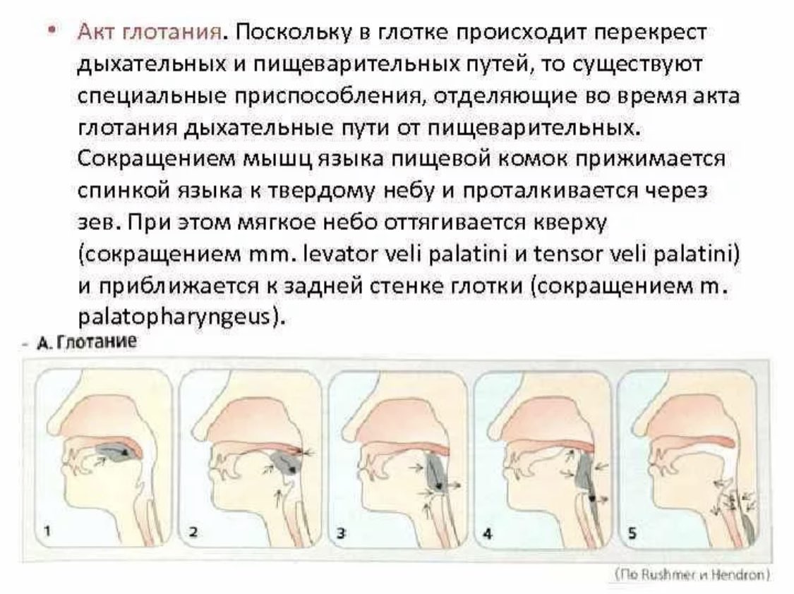 Функциональная анатомия дыхательных путей. Перекрест дыхательных и пищеварительных путей схема. Дыхательная система глотка. Дыхательные и пищеварительные пути. Дыхательные и пищеварительные пути.