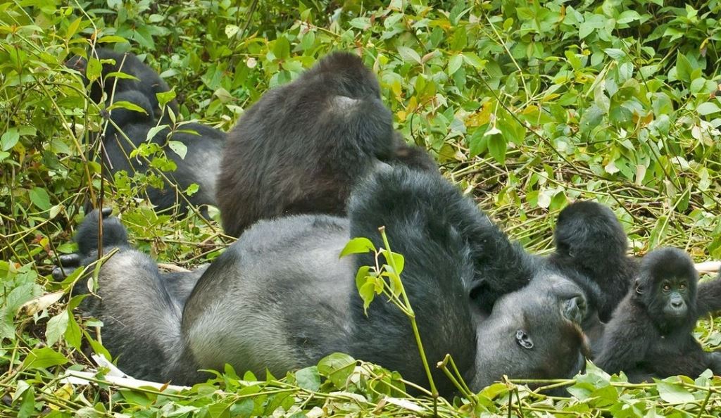 Endangered Species International tweet media