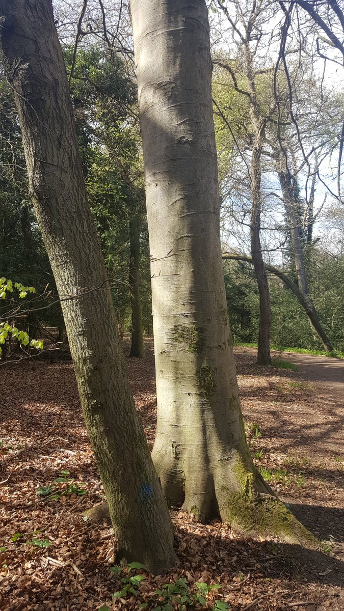 missumie78's tweet photo. Trees carry messages! ๐๐ #thicktrunktuesday #treehugger #dancingwithtrees #ancientwoods #getoutside #naturelover ๐ฑ๐ด๐ณ๐ https://t.co/sJcP2sM4hW