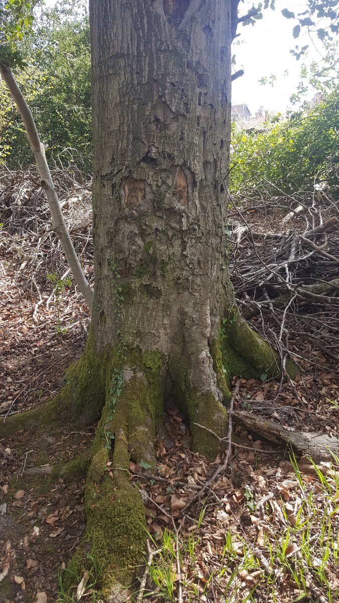 missumie78's tweet photo. Trees carry messages! ๐๐ #thicktrunktuesday #treehugger #dancingwithtrees #ancientwoods #getoutside #naturelover ๐ฑ๐ด๐ณ๐ https://t.co/sJcP2sM4hW