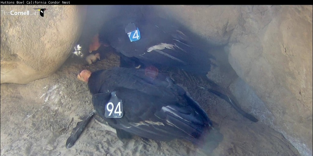 NOW LIVE! Get up-close-and-personal with an endangered California condor chick through a live streaming video of a cliff-side nest near Hopper Mountain National Wildlife Refuge in Ventura County, California. More: ow.ly/HMIH50Ez8ix 

📷USFWS/SBZ/CLO/WFVZ